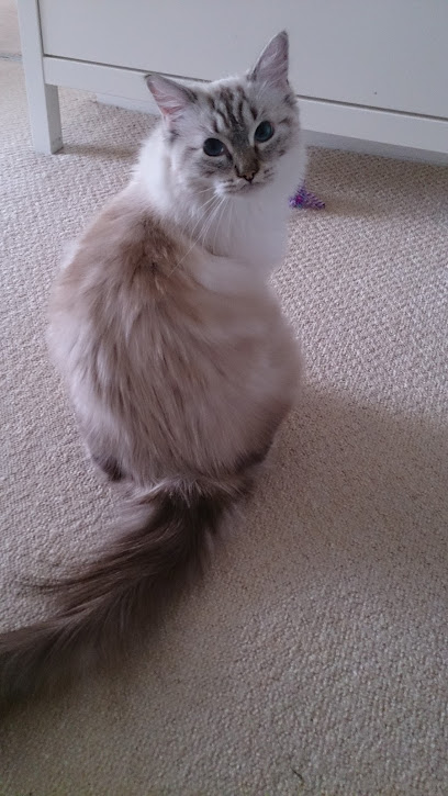 Star Animal Care - Sutton