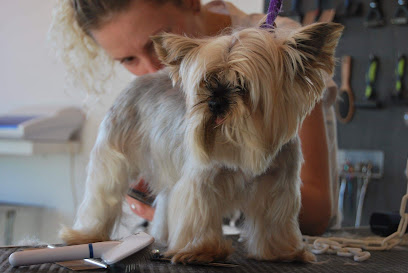 M&M's Dogs Grooming and Walking