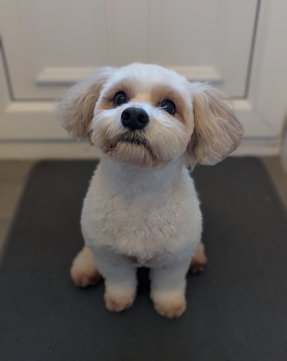 Niamh Nevin Dog Grooming