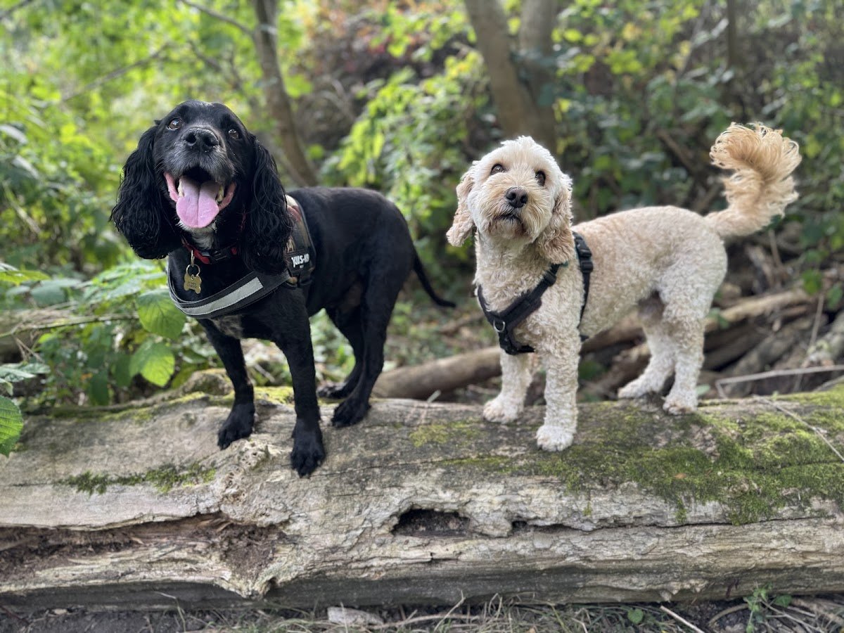MudMutts Dog Walking & Boarding - Photo 2