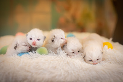 Ragdoll Kittens London - Pet Shop in London