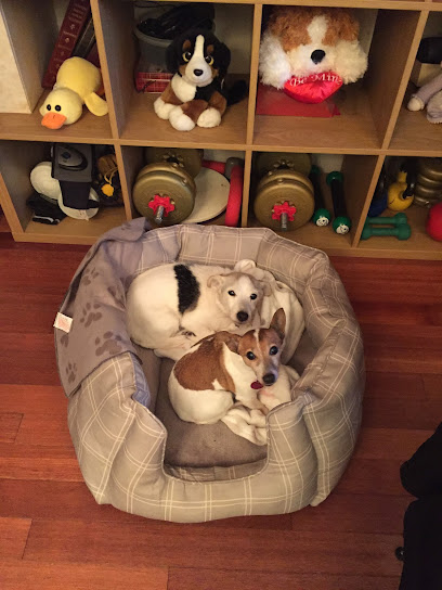 stanmore solo dog walking - Pet Shop in London