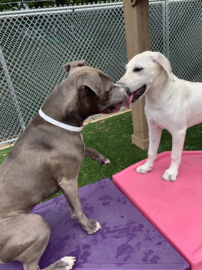 Pet Palace - South Charlotte
