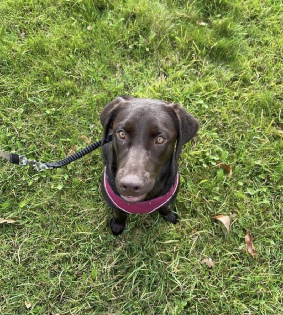 Bexley Dog Walks - Photo 2
