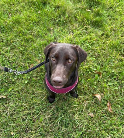 Bexley Dog Walks - Pet Shop in London