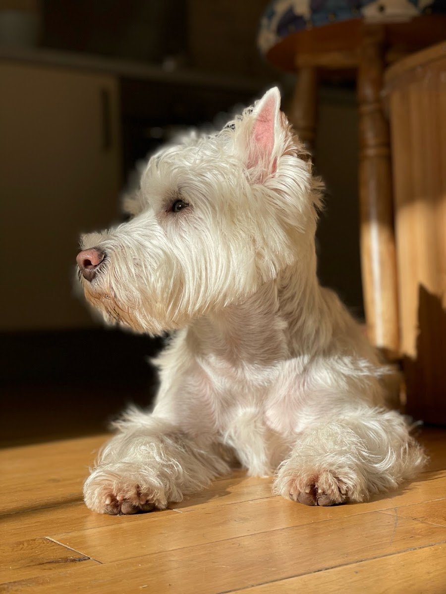 Puppydog - Photo 2