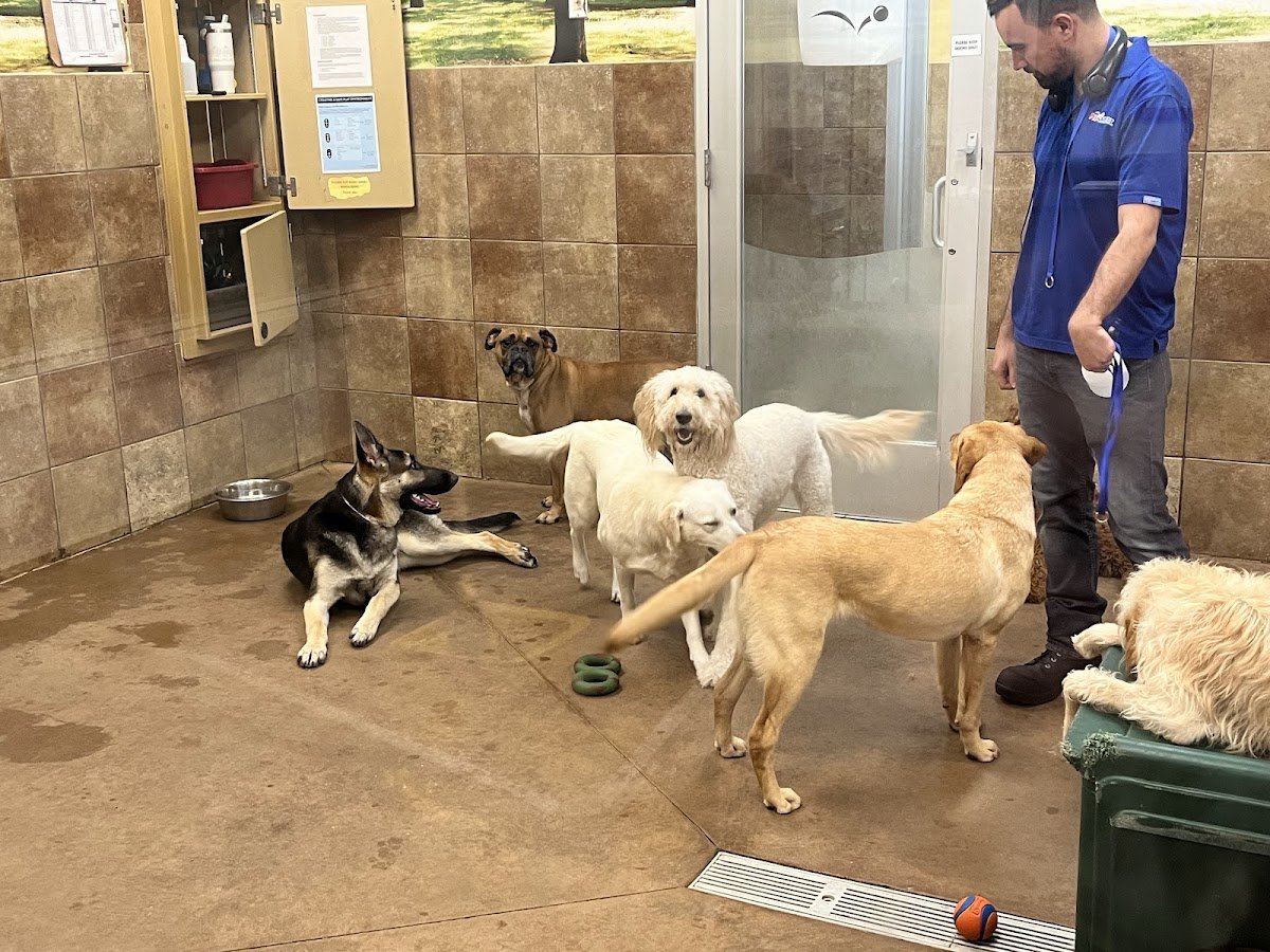 PetSmart Doggie Day Camp - Photo 2