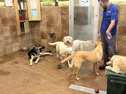 PetSmart Doggie Day Camp