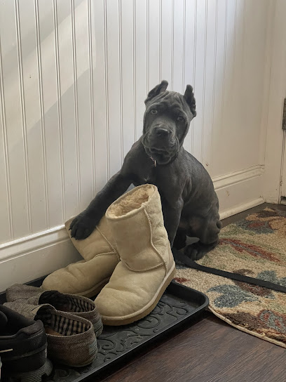 Dog Training In Your Home