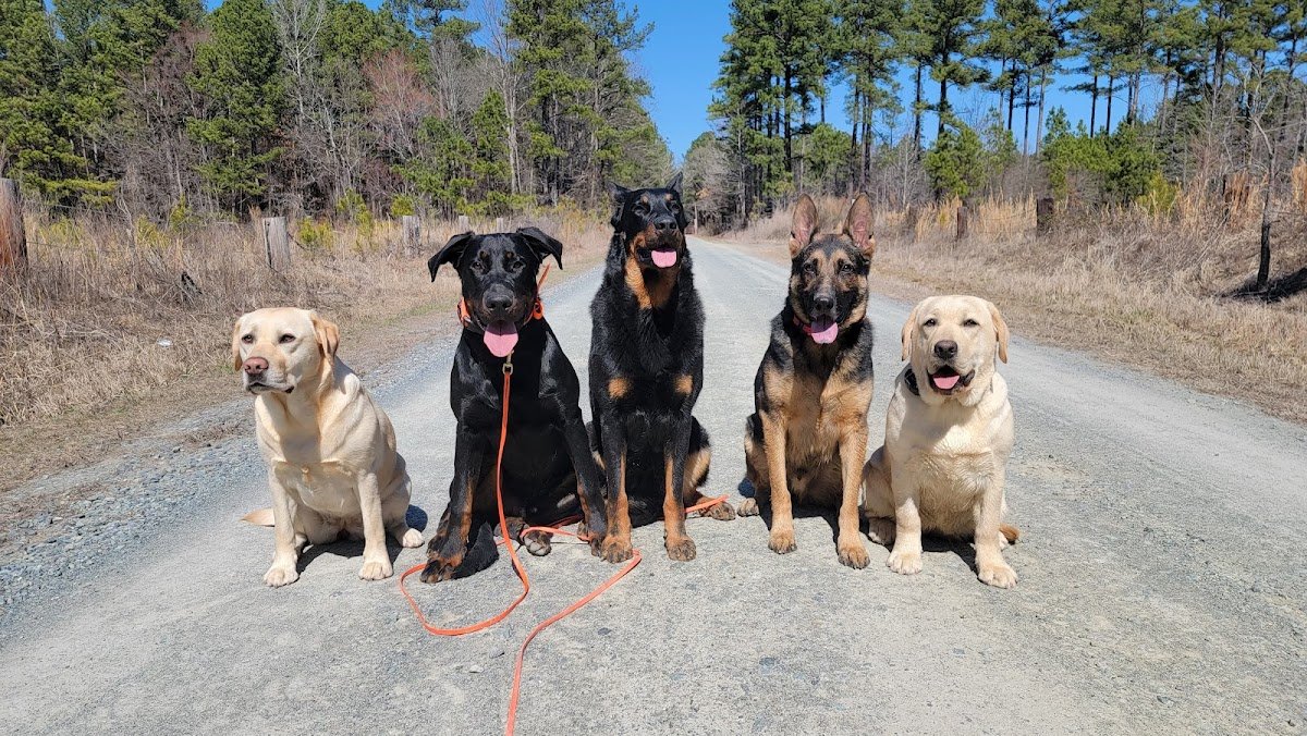 The Dog Pack Training & Adventures - Photo 2