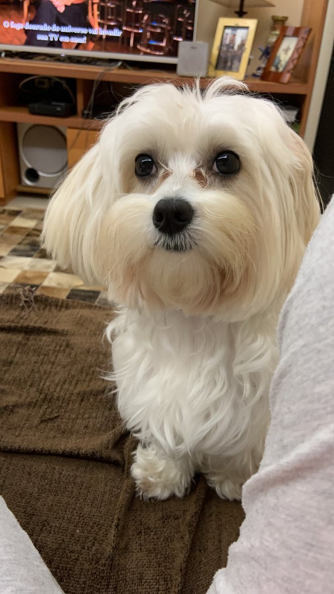 Clínica Veterinária Lovely - Dog