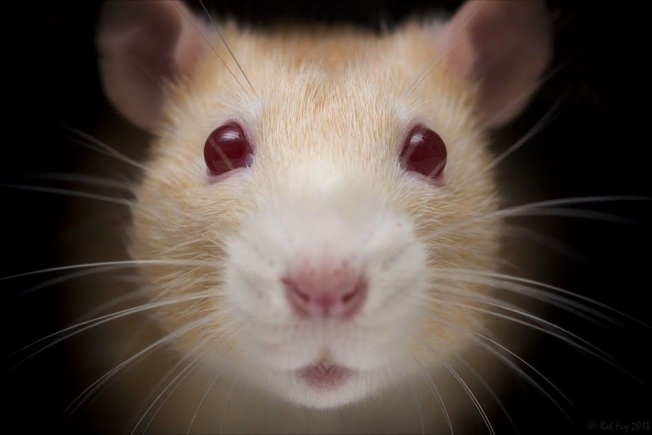 Medivet Clerkenwell - Photo 2