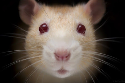 Medivet Clerkenwell - Pet Shop in London