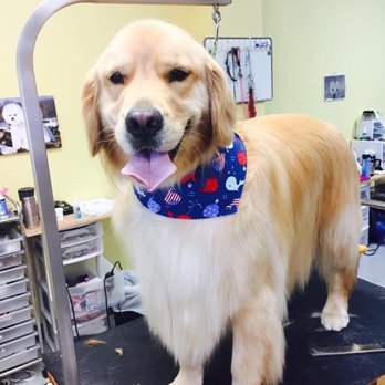 Dog Gone Beautiful - Photo 2