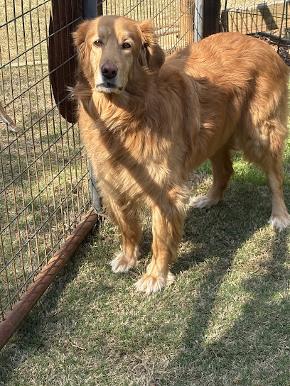 Carolina Paws Pet Sitting & Boarding