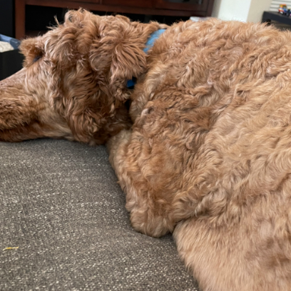 Dog Sitting With Love