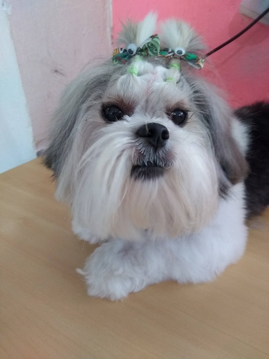 Pet Shop Mon Cheri - Pet Shop em São José