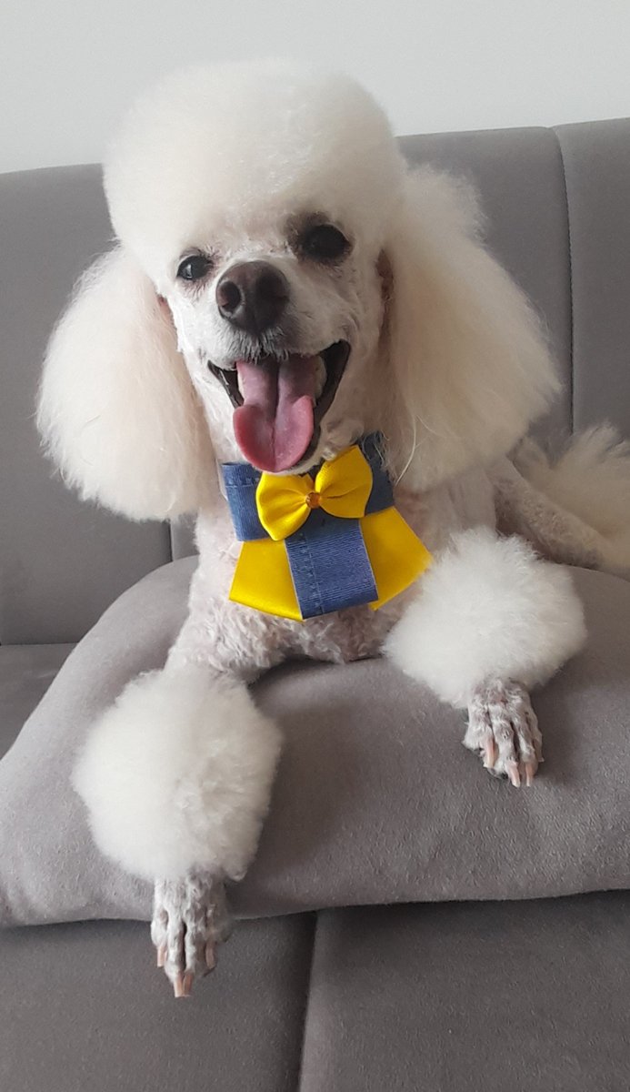 Thin Tract Pet Shop - Bath and Tosa