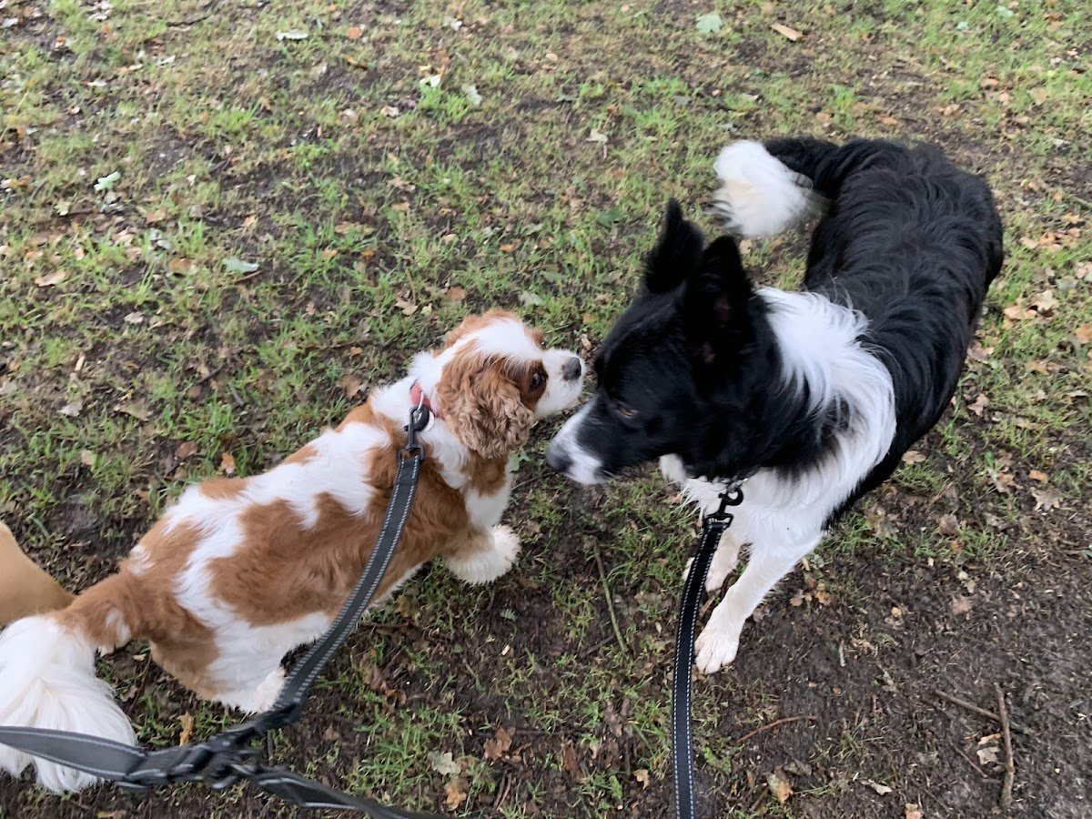 Barking Around - Photo 2