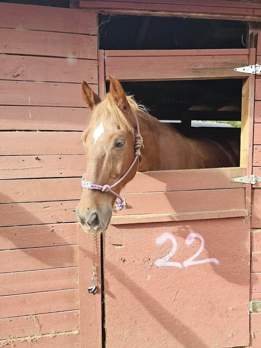 Big M Stables - Photo 2