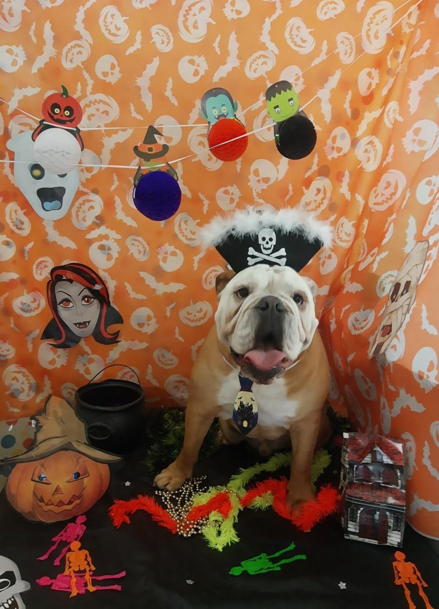 Cléia Banho e Tosa - Pet Shop