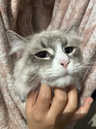 Alexandra Park Road Veterinary Surgery