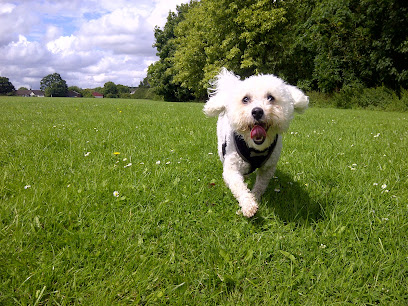 Premier Dog Walkers