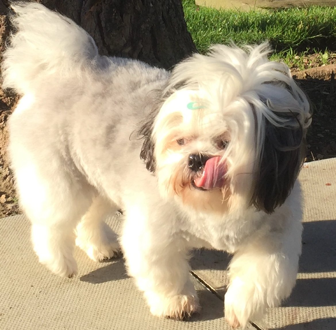 Bella PetSpa - Photo 2