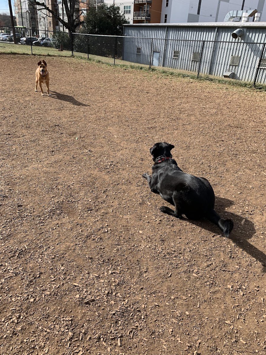 Plaza Midwood Neighborhood Association Dog Park - Photo 2