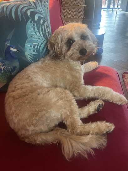 Lil Bonsai’s Dog Grooming