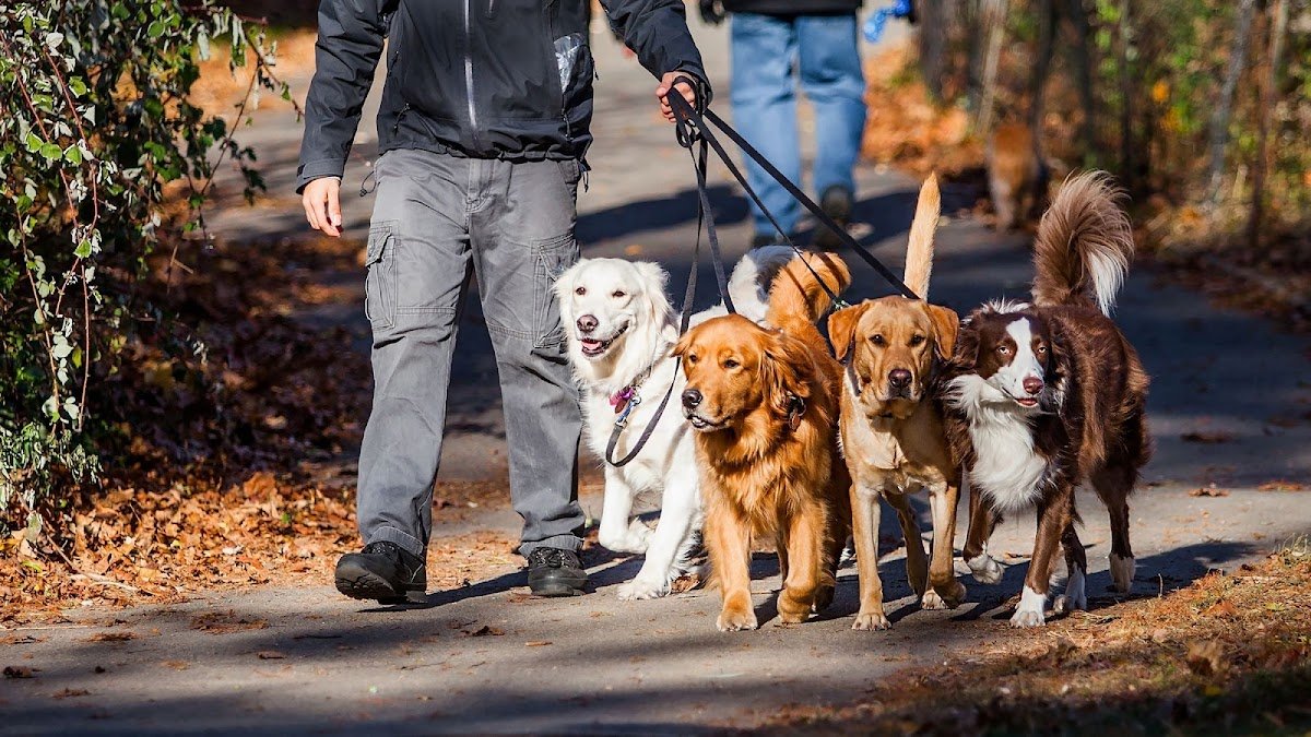 Pawfect Pace - Photo 2