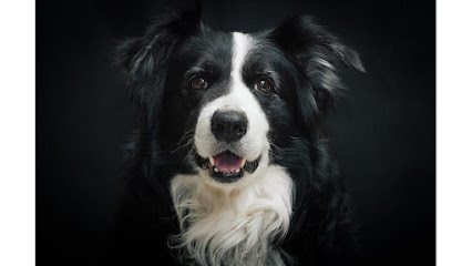 Sally Said So Professional Dog Training