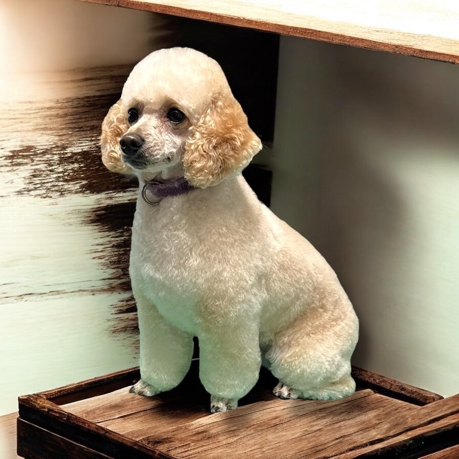Fur Fabulous Pet Spa & Mobile - Photo 2