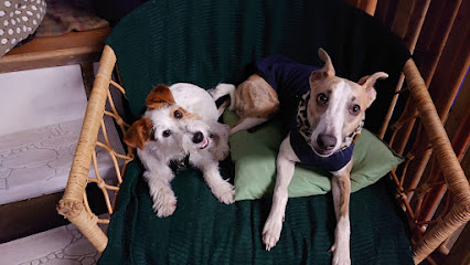 House of Hounds e8 - Pet Shop in London
