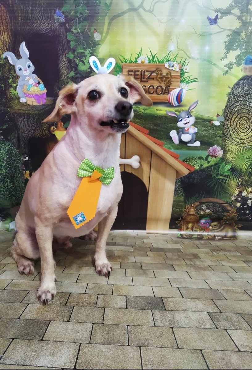 Pelopet Banho e Tosa