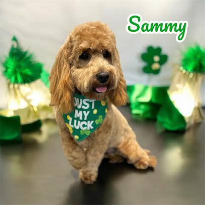 Shampooches Groomery of Denver