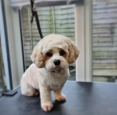 Phia & Paw - Pet Shop in London