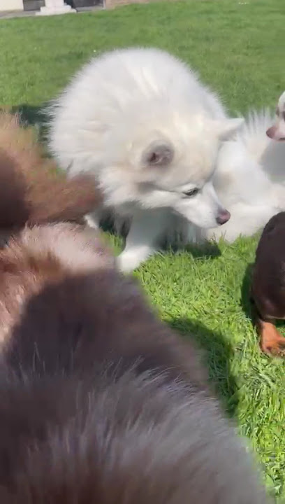 Paws of Royal Arsenal