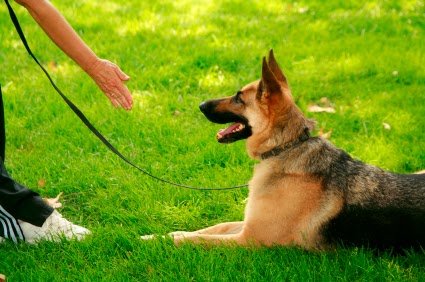 Better Dog Training - Photo 2
