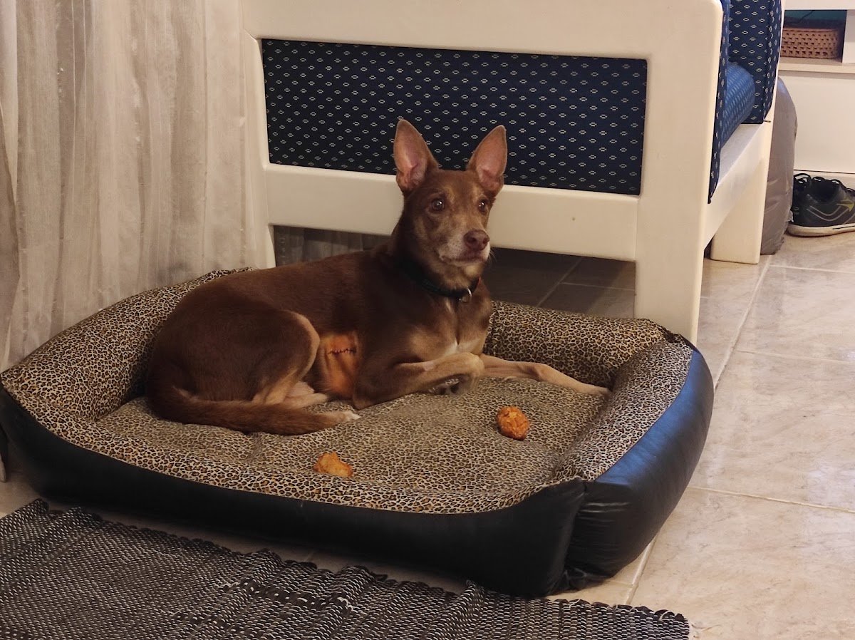 Veterinária Piabanha