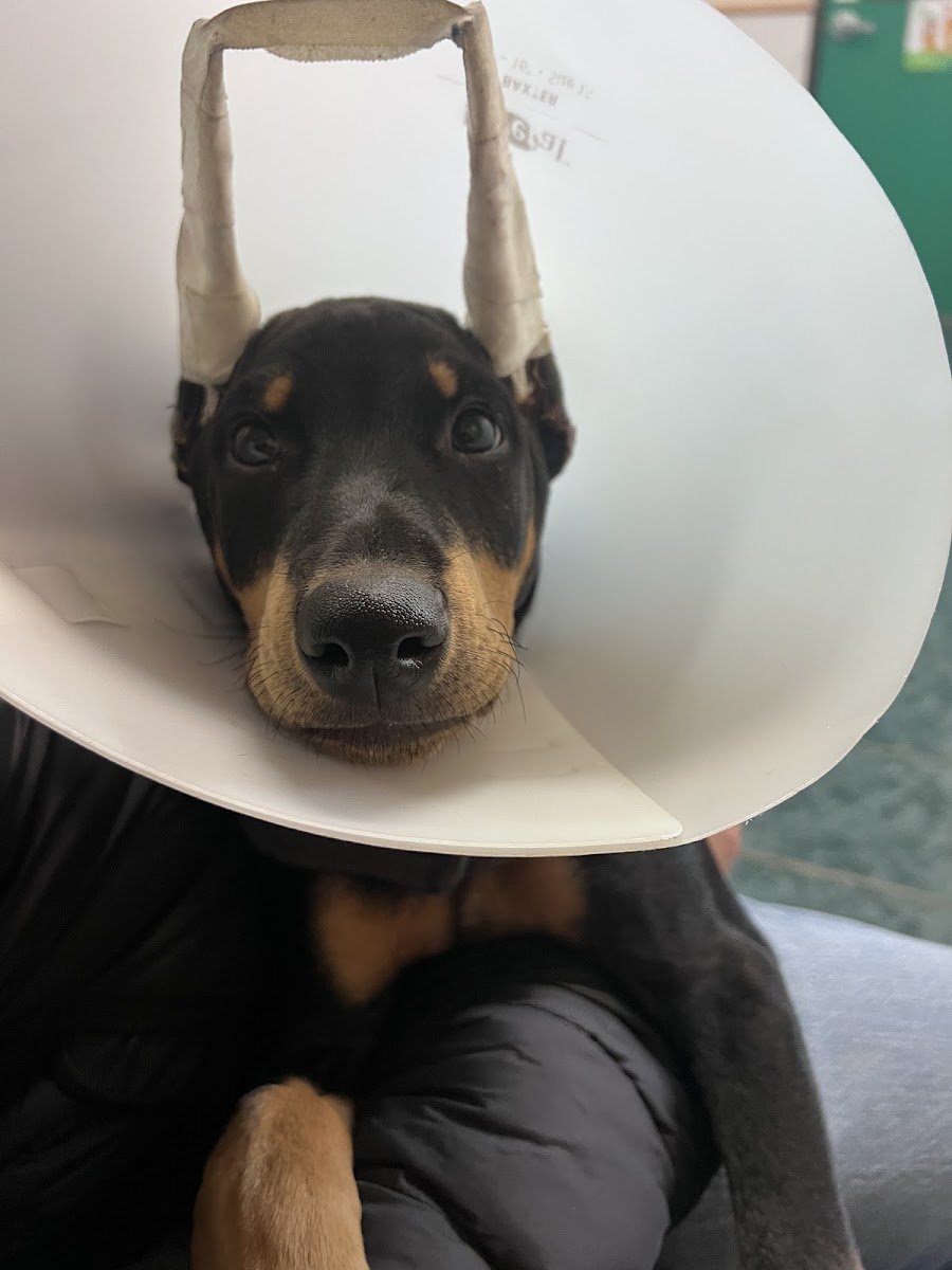 St Louis Veterinary Clinic - Photo 2