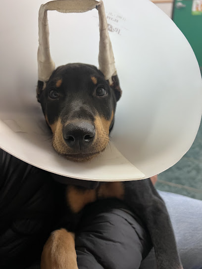 St Louis Veterinary Clinic