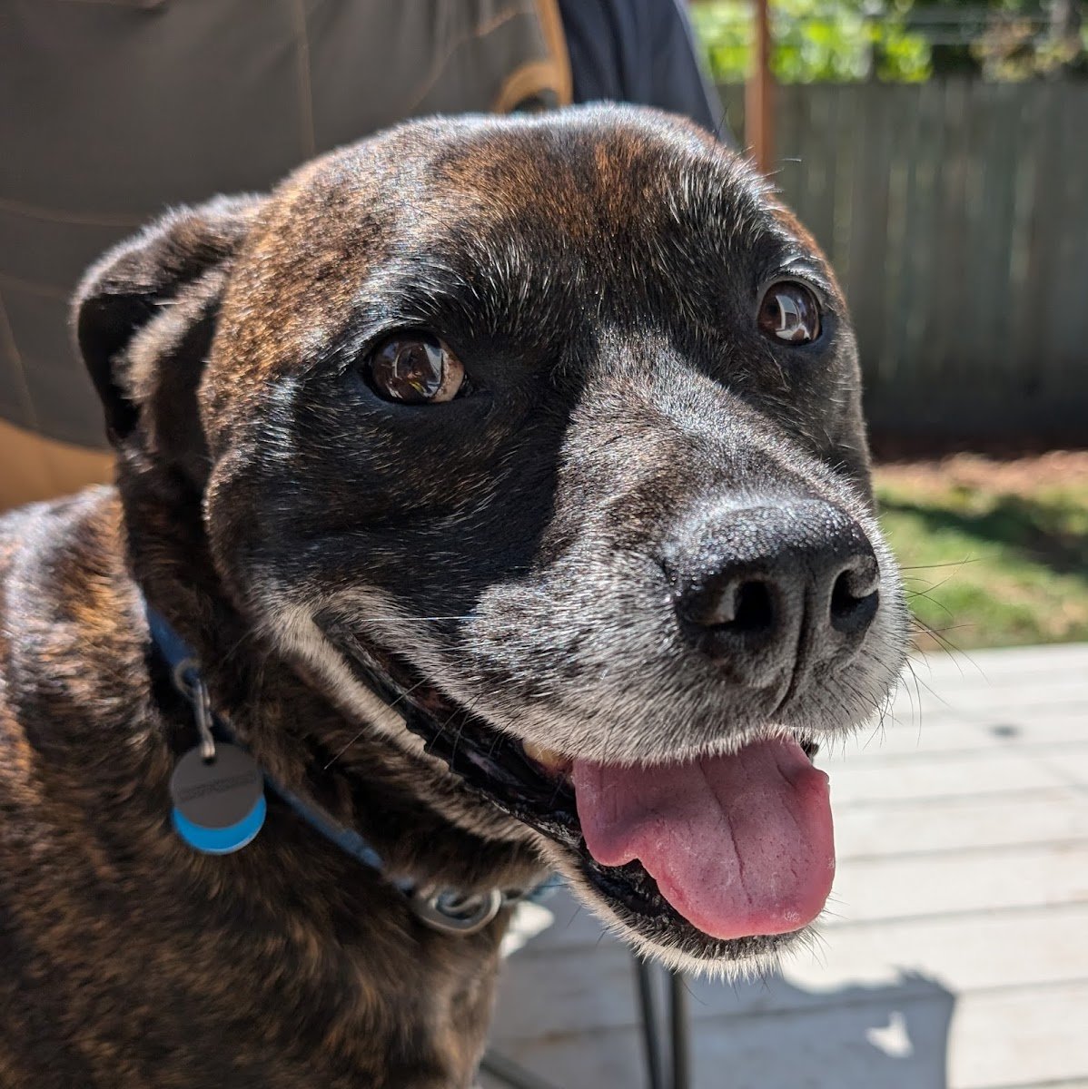 Blueberry Hill Dog Boarding - Photo 2