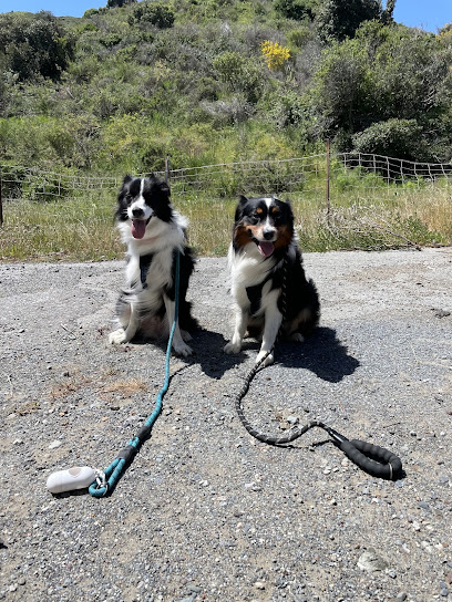 Claws & Paws in the Bay