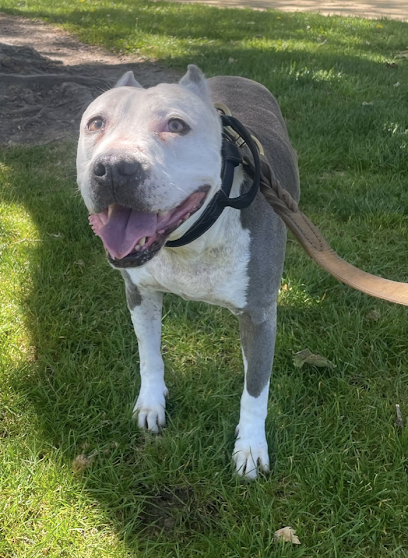 GET OUT OF TOWN! Professional Pet Care