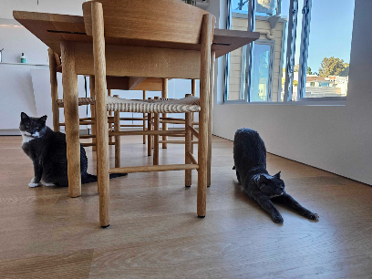 Kristin’s Kitty Care - East Bay