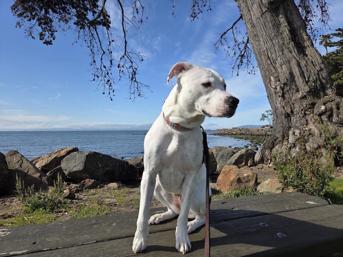 Alameda Paws - Photo 2
