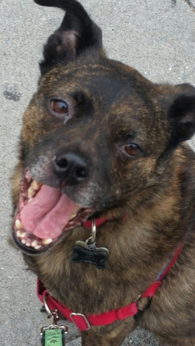Dogs Gone Happy - Photo 2