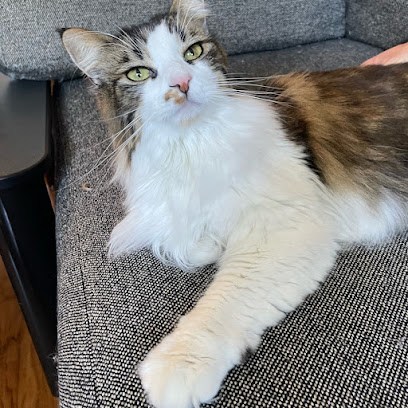 Precious Fur Cat Sitting-San Francisco