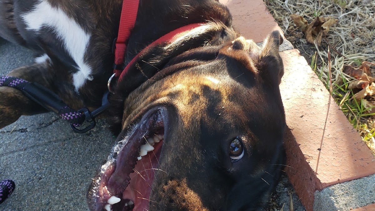 Professional Pet Care - Photo 2